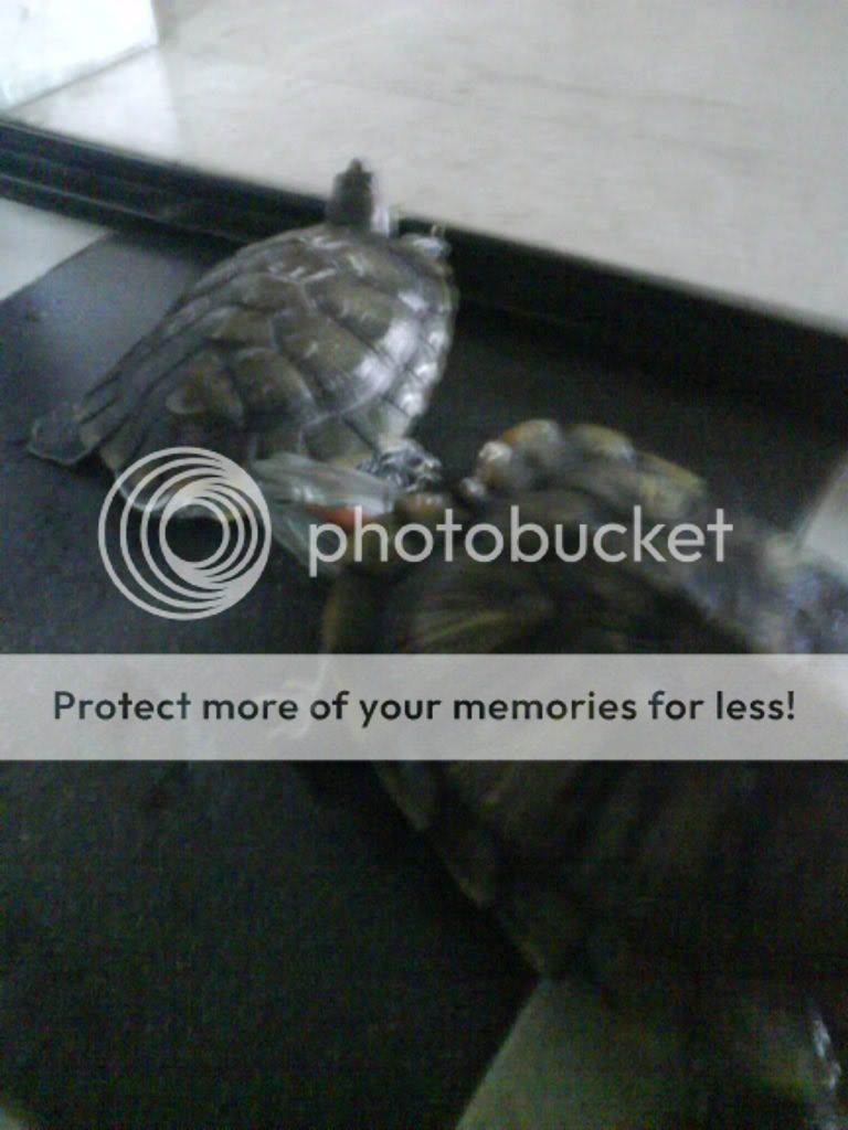 Photobucket - Video and Image Hosting