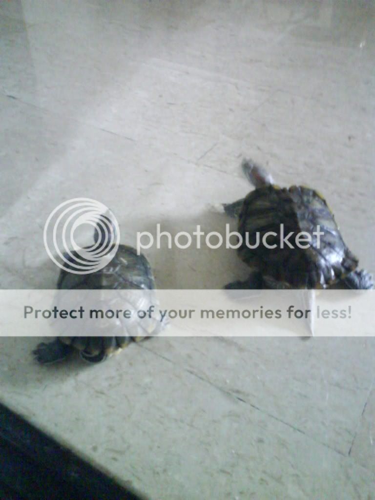 Photobucket - Video and Image Hosting